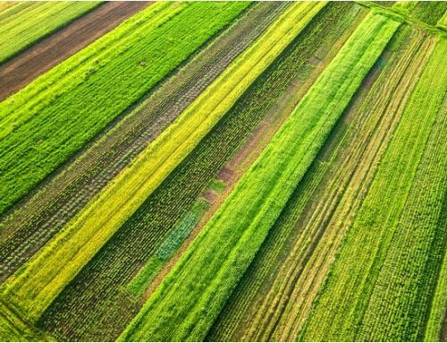Pesticidi: la riforma minaccia l’agricoltura italiana. L’analisi di Cso Italy
