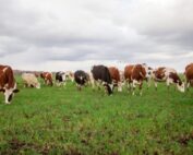 Danimarca: trovato accordo per la 'tassa sulle flatulenze', che colpisce le emissioni agricole