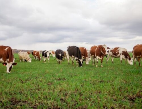 Continua a calare il bestiame in Europa: suini e bovini -1%, pecore -3%, capre -5% (dati provvisori Eurostat)