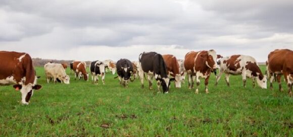 Danimarca: trovato accordo per la 'tassa sulle flatulenze', che colpisce le emissioni agricole