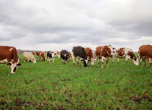 Danimarca: trovato accordo per la 'tassa sulle flatulenze', che colpisce le emissioni agricole