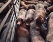 Allevamenti intensivi