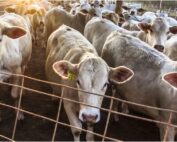 Carne bovina (Cciaa di Modena): dopo tanto tempo, crescono le quotazioni della vacca