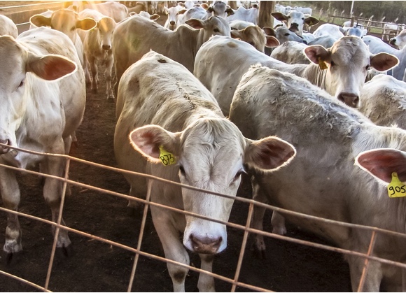 Carne bovina (Cciaa di Modena): dopo tanto tempo, crescono le quotazioni della vacca