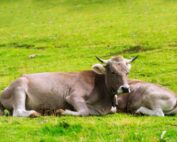 In Europe We Care for Beef