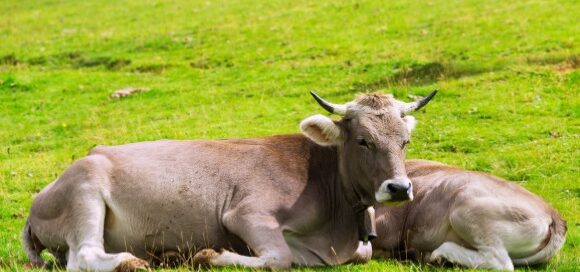 In Europe We Care for Beef
