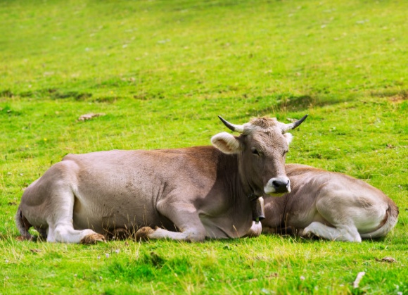 In Europe We Care for Beef