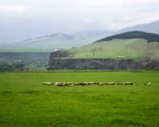 Irish Grass-Fed Beef