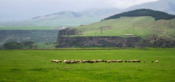 Irish Grass-Fed Beef