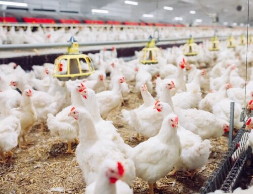 Hong Kong sospende l’import di prodotti avicoli provenienti da Firenze