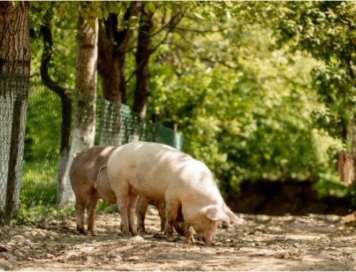 Croazia / Allarme Peste suina africana: saranno abbattuti 12mila capi d’allevamento