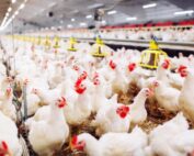 European Chicken Commitment