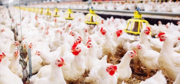 European Chicken Commitment