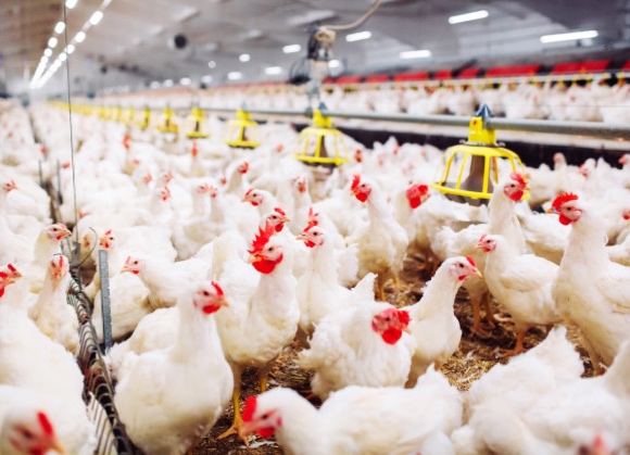 European Chicken Commitment