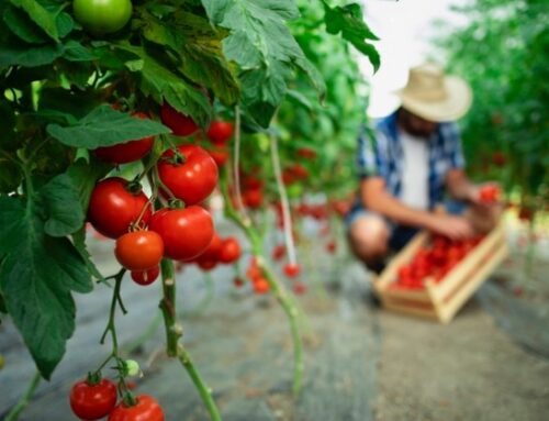 Pomodoro bio: nel 2022, crescita della produzione ma contrazione delle vendite di conserve