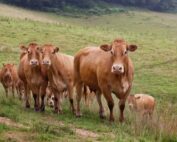 Eurostat (2): l’Ue produce meno carne bovina nel 2023. Diminuiscono anche capra e pecora