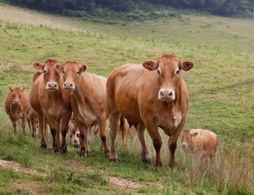 Sardegna, dermatite bovina e aiuti alle imprese