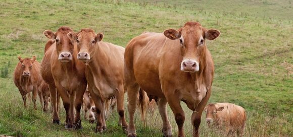 Eurostat (2): l’Ue produce meno carne bovina nel 2023. Diminuiscono anche capra e pecora