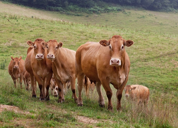 Eurostat (2): l’Ue produce meno carne bovina nel 2023. Diminuiscono anche capra e pecora