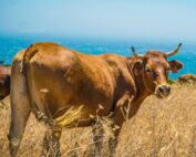 Tutto pronto per il convegno di Aop Italia Zootecnica del 4 ottobre: ‘Un piano di settore per la zootecnia bovina da carne made in Italy’