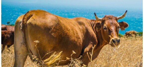 Tutto pronto per il convegno di Aop Italia Zootecnica del 4 ottobre: ‘Un piano di settore per la zootecnia bovina da carne made in Italy’