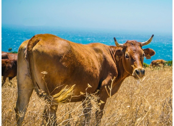 Tutto pronto per il convegno di Aop Italia Zootecnica del 4 ottobre: ‘Un piano di settore per la zootecnia bovina da carne made in Italy’