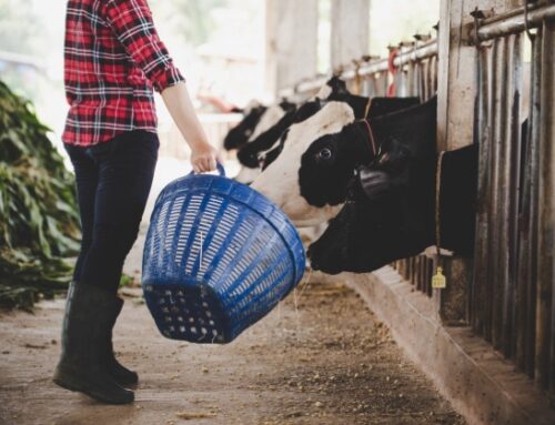 Rincari, un allevamento da latte su quattro a rischio chiusura