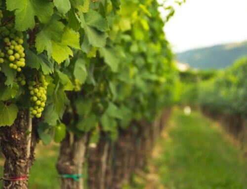 Peter Kern rileva la terza tenuta a Montalcino