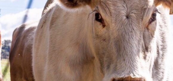 Carne bovina