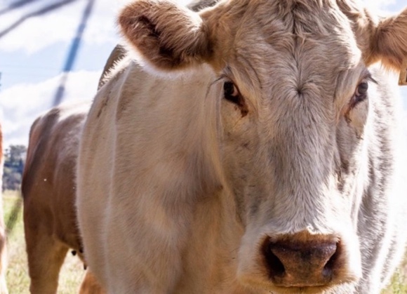 Carne bovina