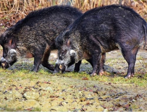 Peste suina: primi casi in Campania