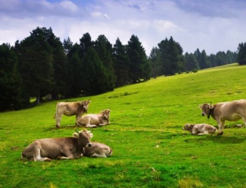 Benessere animale: il Piemonte finanzia con sette milioni di euro gli allevamenti del territorio