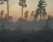 Regolamento Ue sulla deforestazione (Eudr): la Commissione propone una proroga di 12 mesi all’entrata in vigore