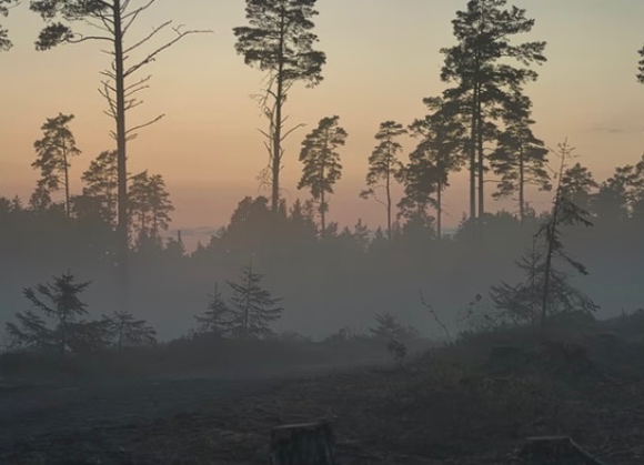 Regolamento Ue sulla deforestazione (Eudr): la Commissione propone una proroga di 12 mesi all’entrata in vigore