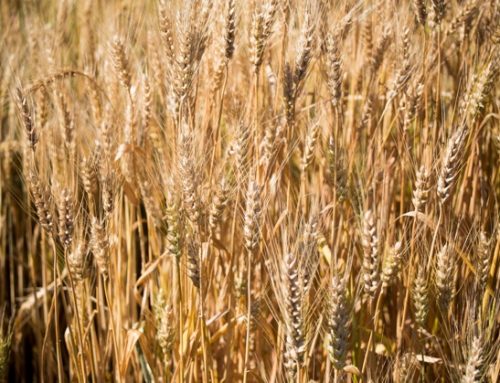 World Economic Forum: l’Ue chiede alla Russia di sbloccare l’export di grano dall’Ucraina