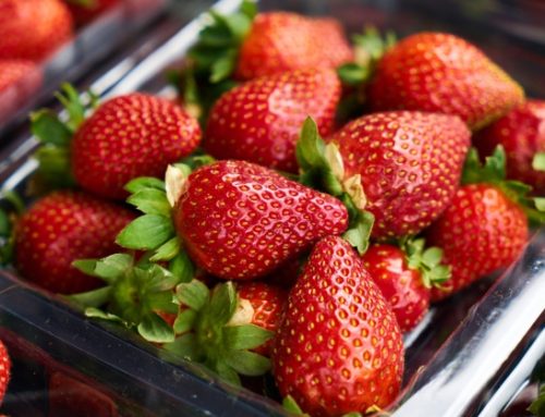 Fragola della Basilicata Igp: pubblicato sulla Gazzetta ufficiale Ue il disciplinare di produzione
