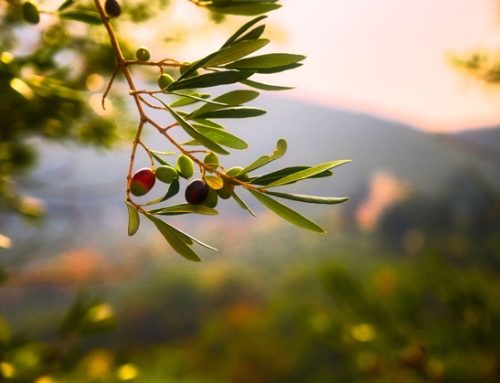 Olio Evo: in Italia attese 250mila tons, la Puglia rappresenta il 60% della produzione