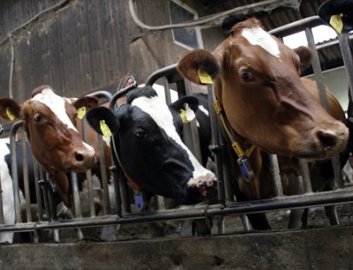 Direttiva sulle emissioni industriali (1): esclusi gli allevamenti bovini
