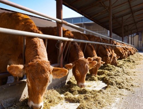 Dermatite nodulare bovina: cresce l’allerta in Europa. Il Regno Unito blocca le importazioni dall’Italia