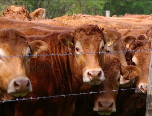 La Cina revoca l’embargo all’import di carni bovine dal Brasile: allarme ‘mucca pazza’ rientrato