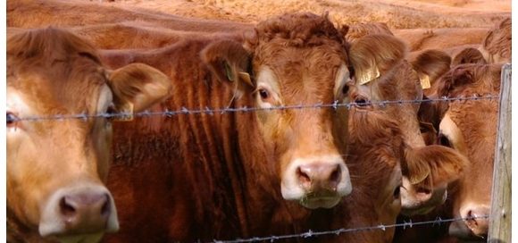 Carni bovine