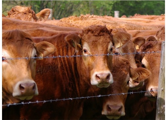 Carni bovine