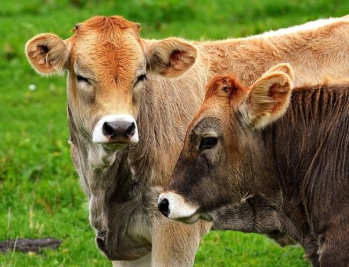 Francia / Blocco all’export di carne bovina. L’Italia rischia un buco negli approvvigionamenti