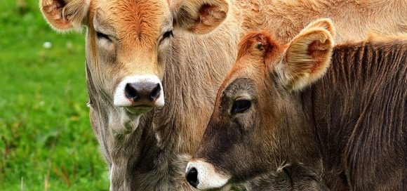 Carne bovina