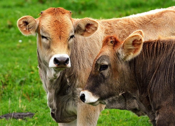 Carne bovina