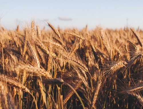 Grano: Polonia, Ungheria e Slovacchia vietano le importazioni dall’Ucraina. Kiev intenta causa all’Omc