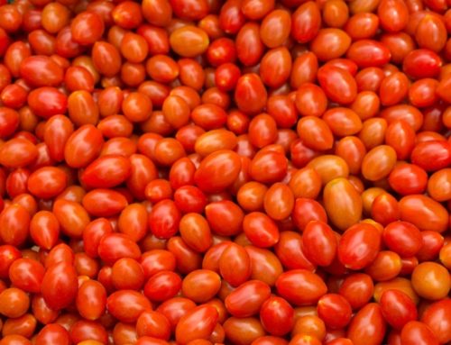 Pomodoro da industria, produttori del Nord Italia in allerta per la campagna 2026