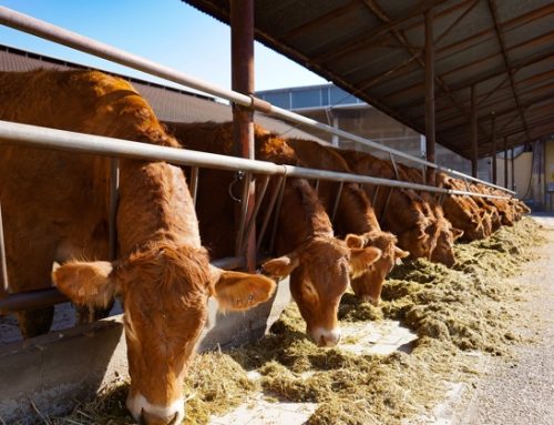 Le ‘big tech’ finanziano i progetti di riduzione delle emissioni di metano dei bovini