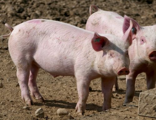 Suini esteri. La Vezg tedesca cala di 10 centesimi (1,60 euro/kg)