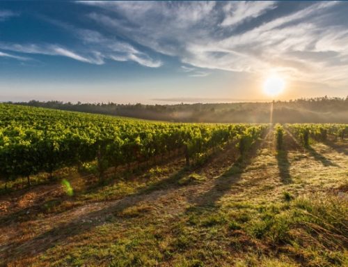 Frenata per l’export di vino nel primo semestre 2022. Usa, Germania e Uk a -10,6%